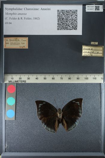 Media type: image;   Entomology 166977